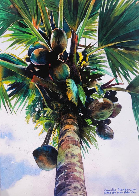 "Coco De Mer" Palm Tree
